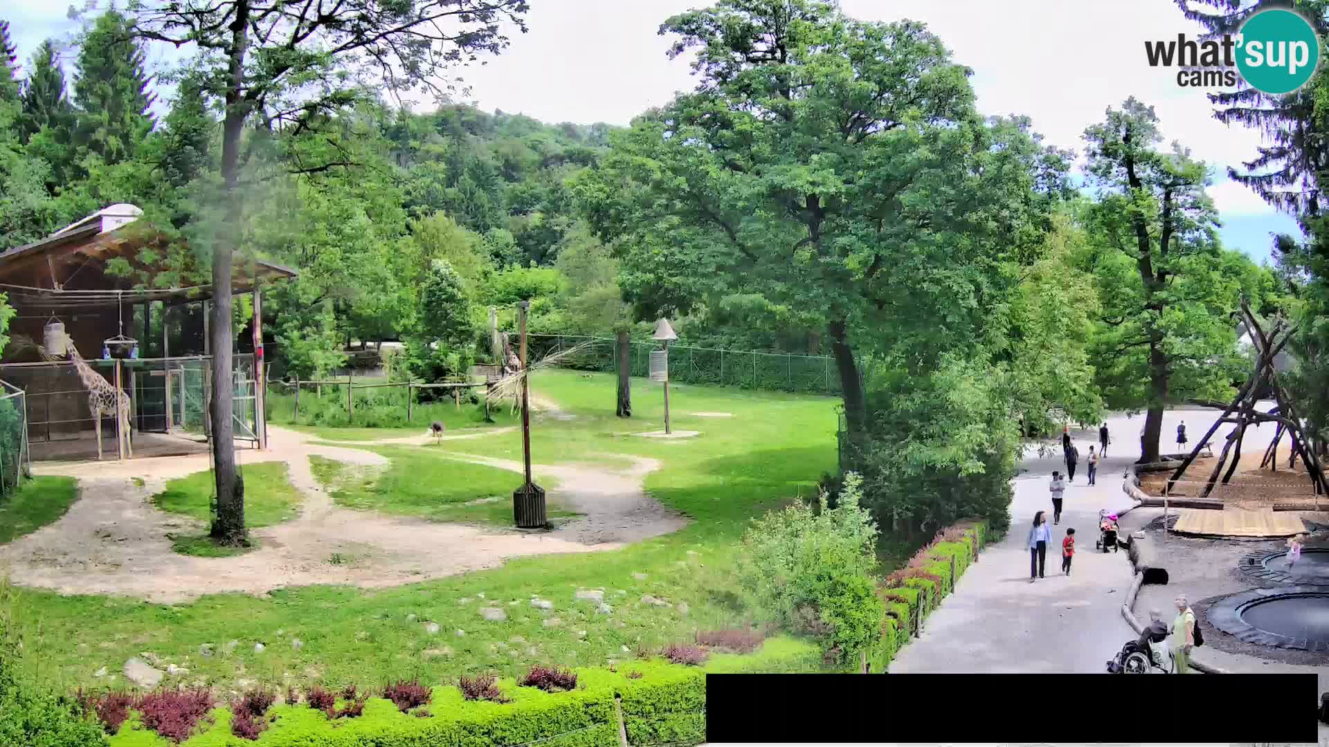 Webcam Zoo Ljubljana – Jirafas