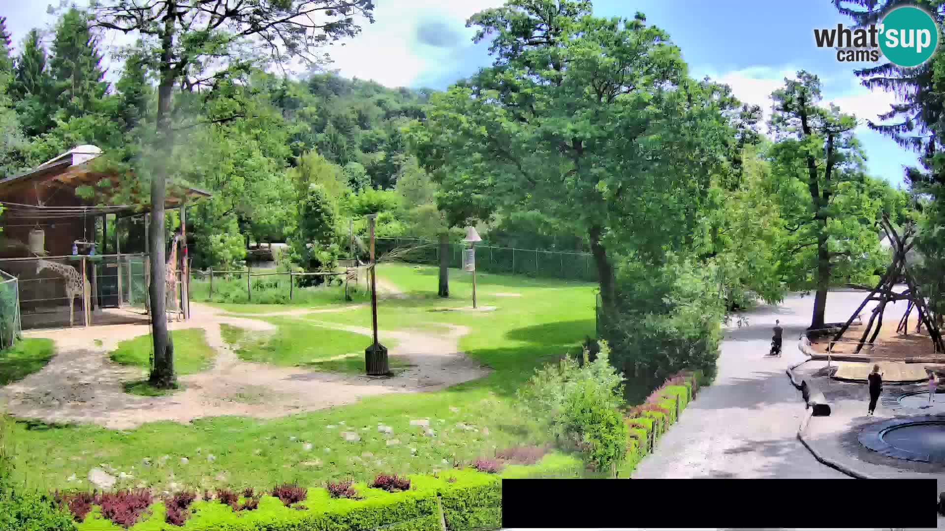 Web kamera Zoo Ljubljana – Žirafe