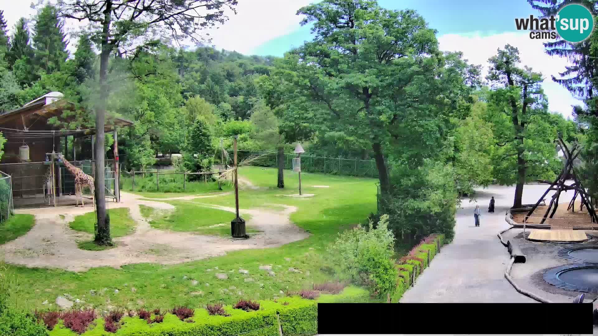 Webcam Zoo Ljubljana – Jirafas