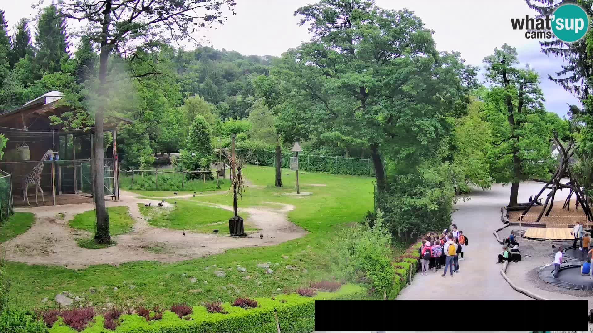 Webcam Zoo Ljubljana – Giraffes