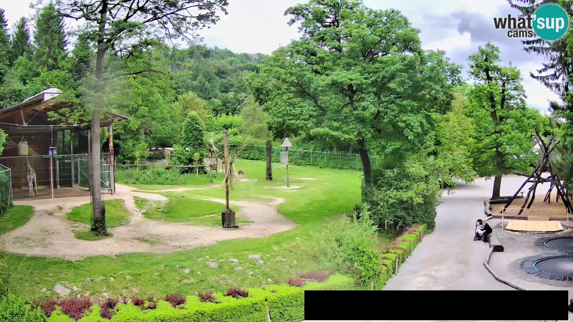 Web kamera Zoo Ljubljana – Žirafe