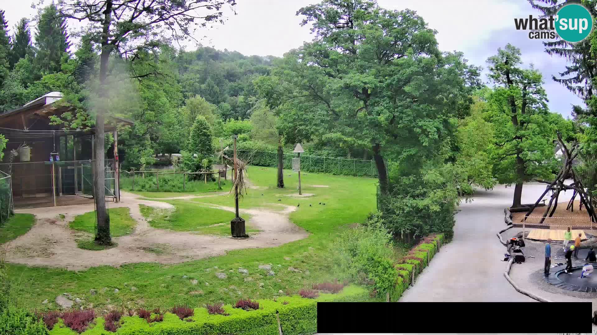 Webcam Zoo Ljubljana – Giraffes