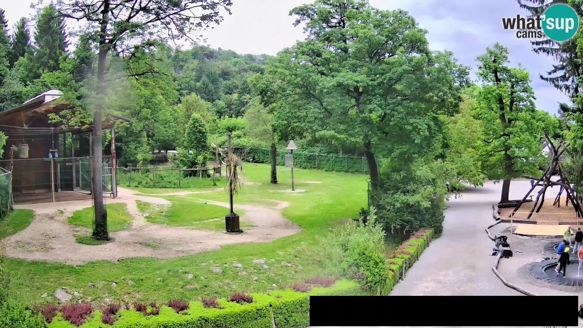 Webcam Zoo Ljubljana – Giraffes