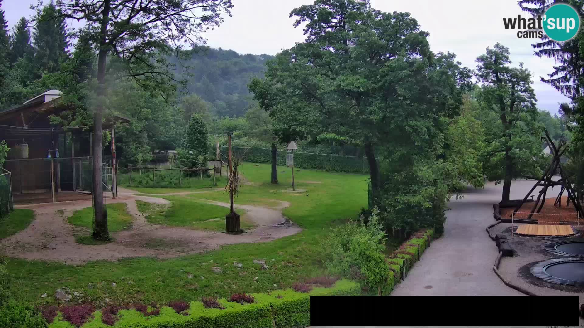 Webcam live Zoo Lubiana – Giraffe