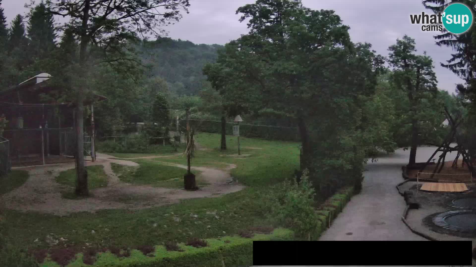 Webcam Zoo Ljubljana – Giraffen
