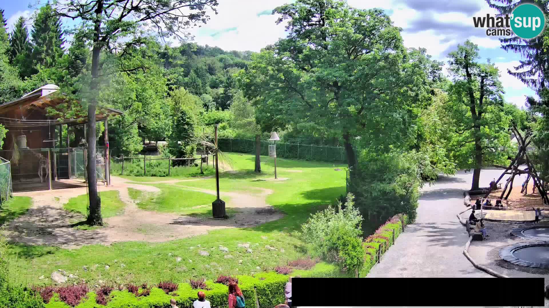 Webcam live Zoo Lubiana – Giraffe