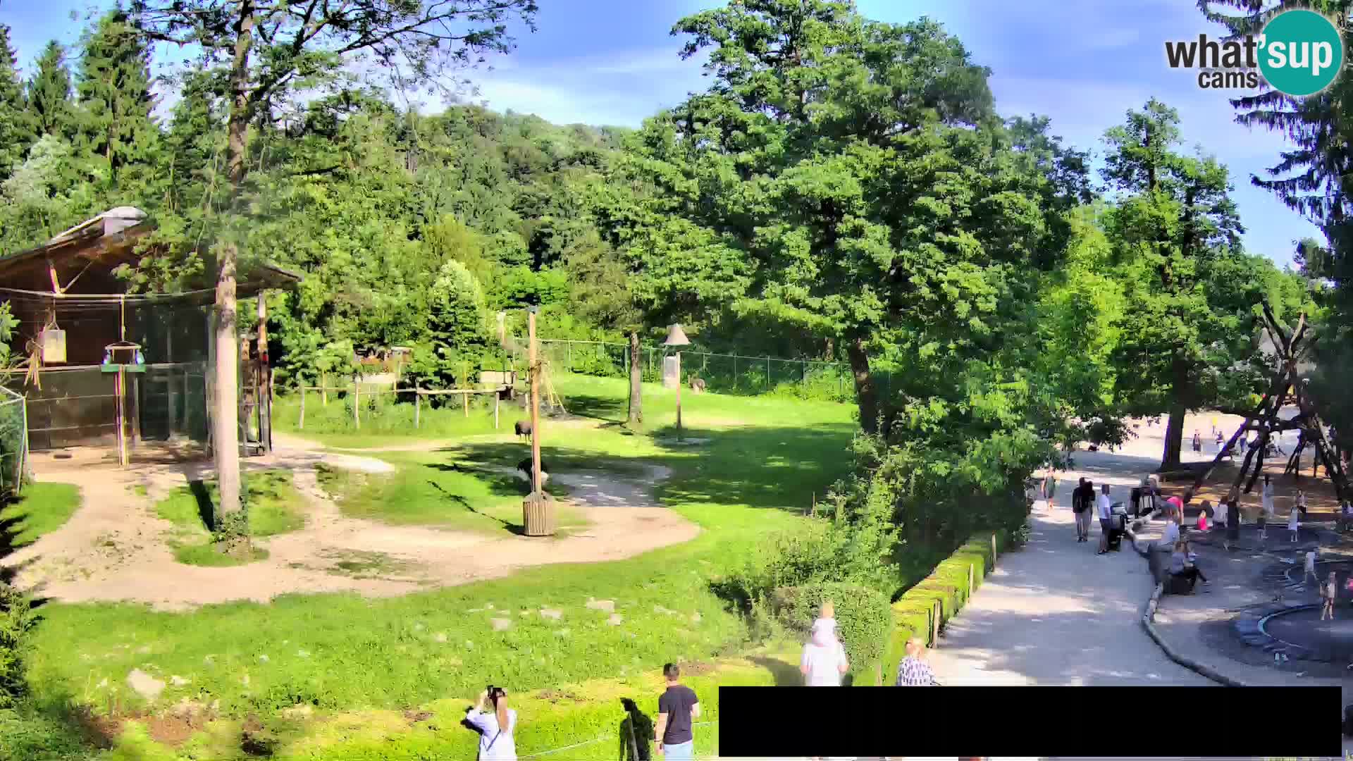 Webcam Zoo Ljubljana – Jirafas