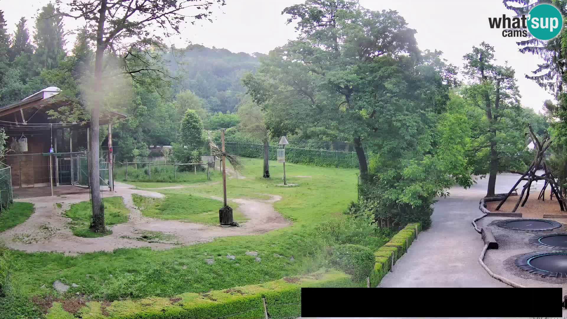 Webcam Zoo Ljubljana – Giraffes