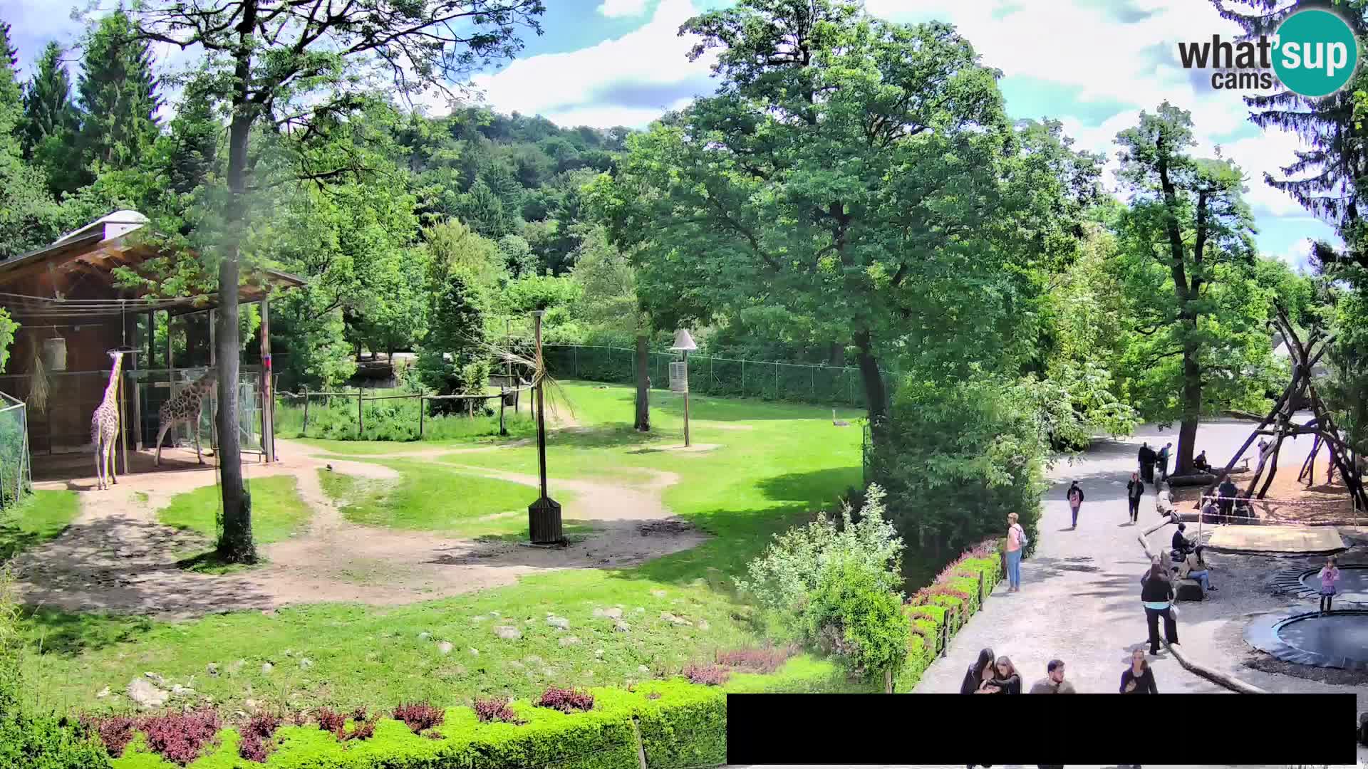 Webcam live Zoo Lubiana – Giraffe