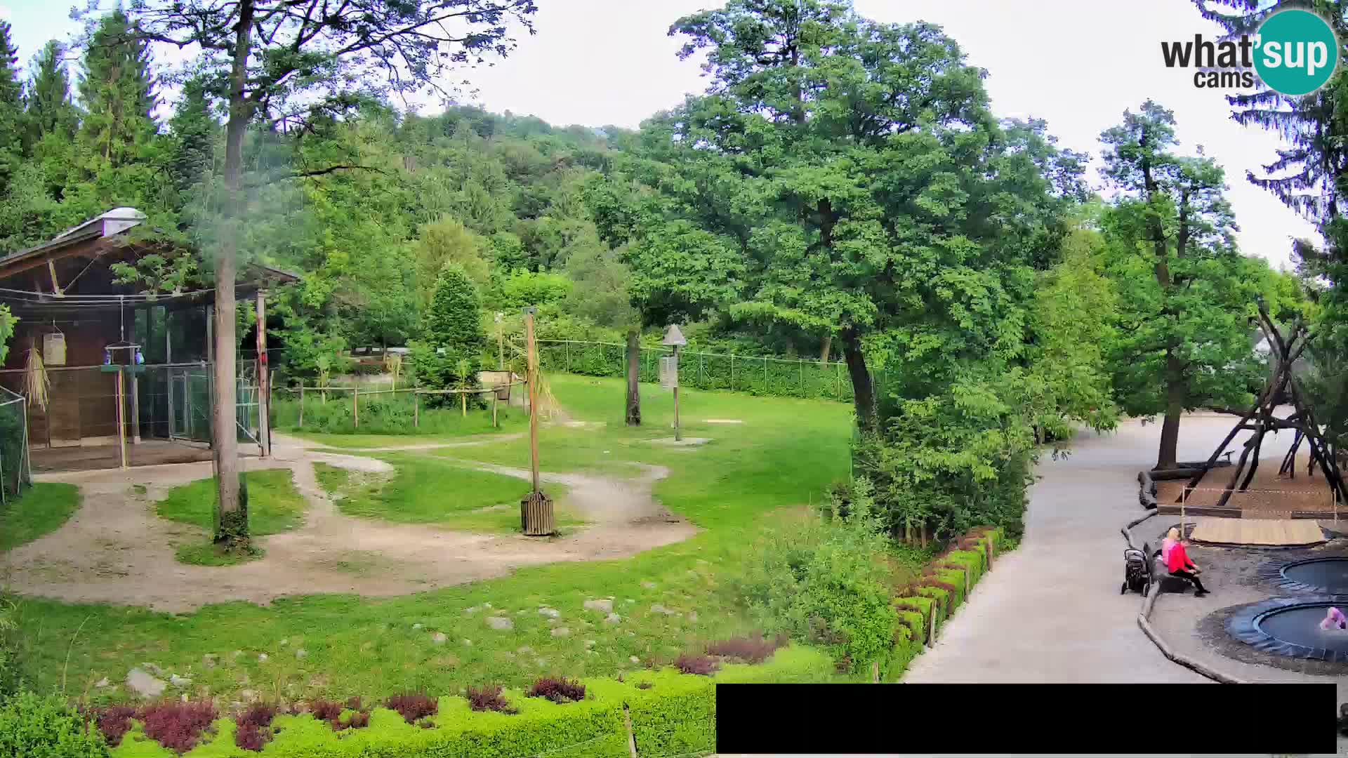 Webcam Zoo Ljubljana – Giraffes