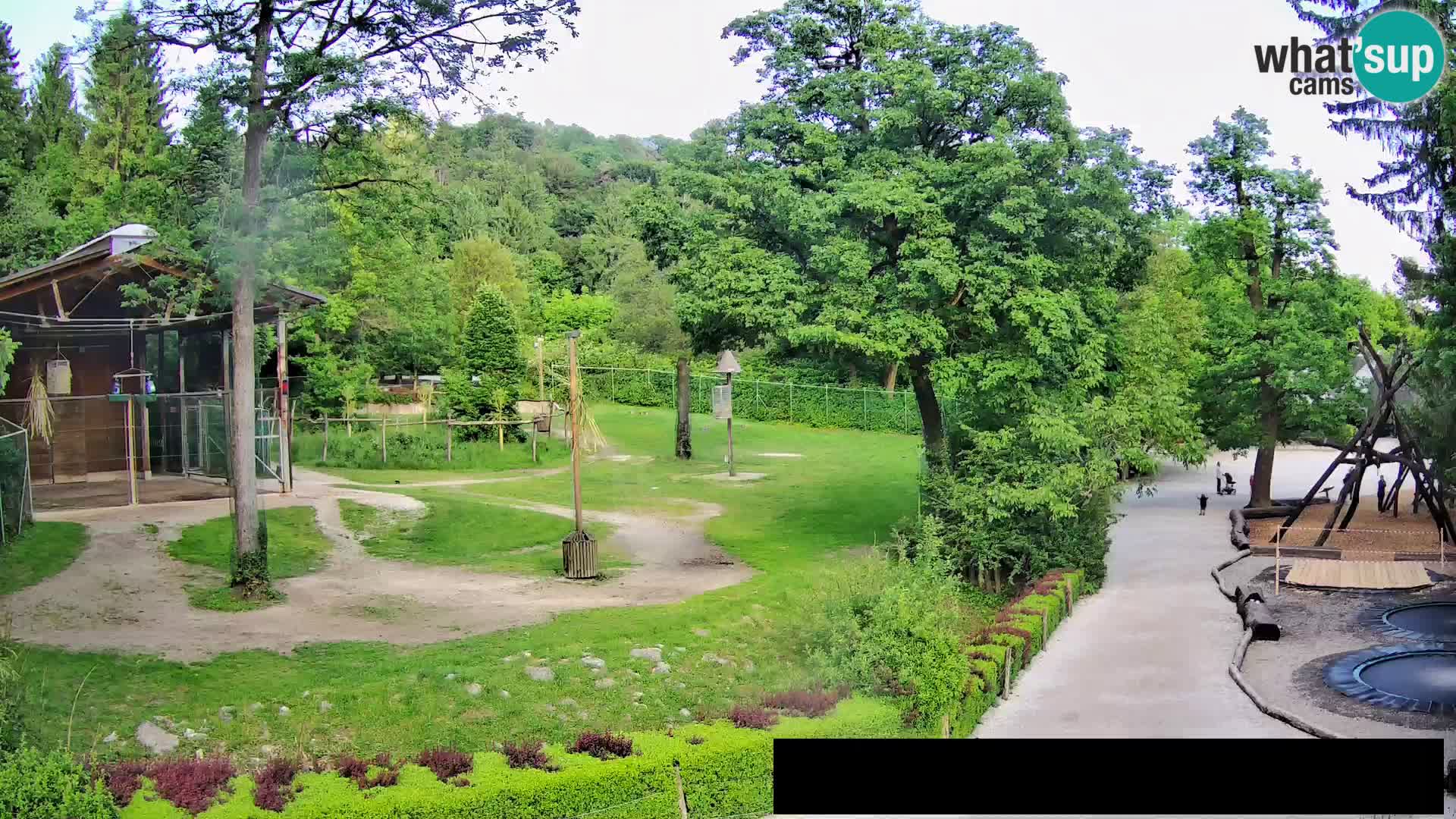 Webcam Zoo Ljubljana – Jirafas