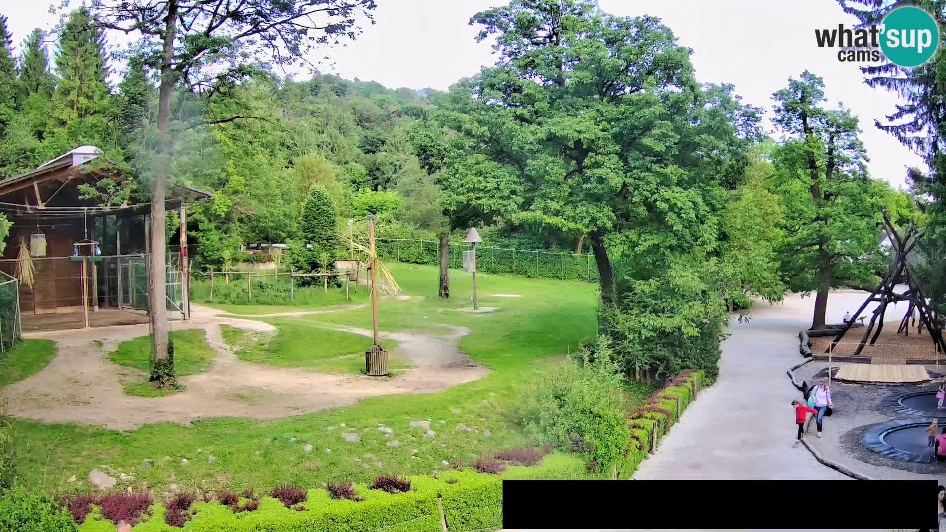 Webcam Zoo Ljubljana – Giraffes
