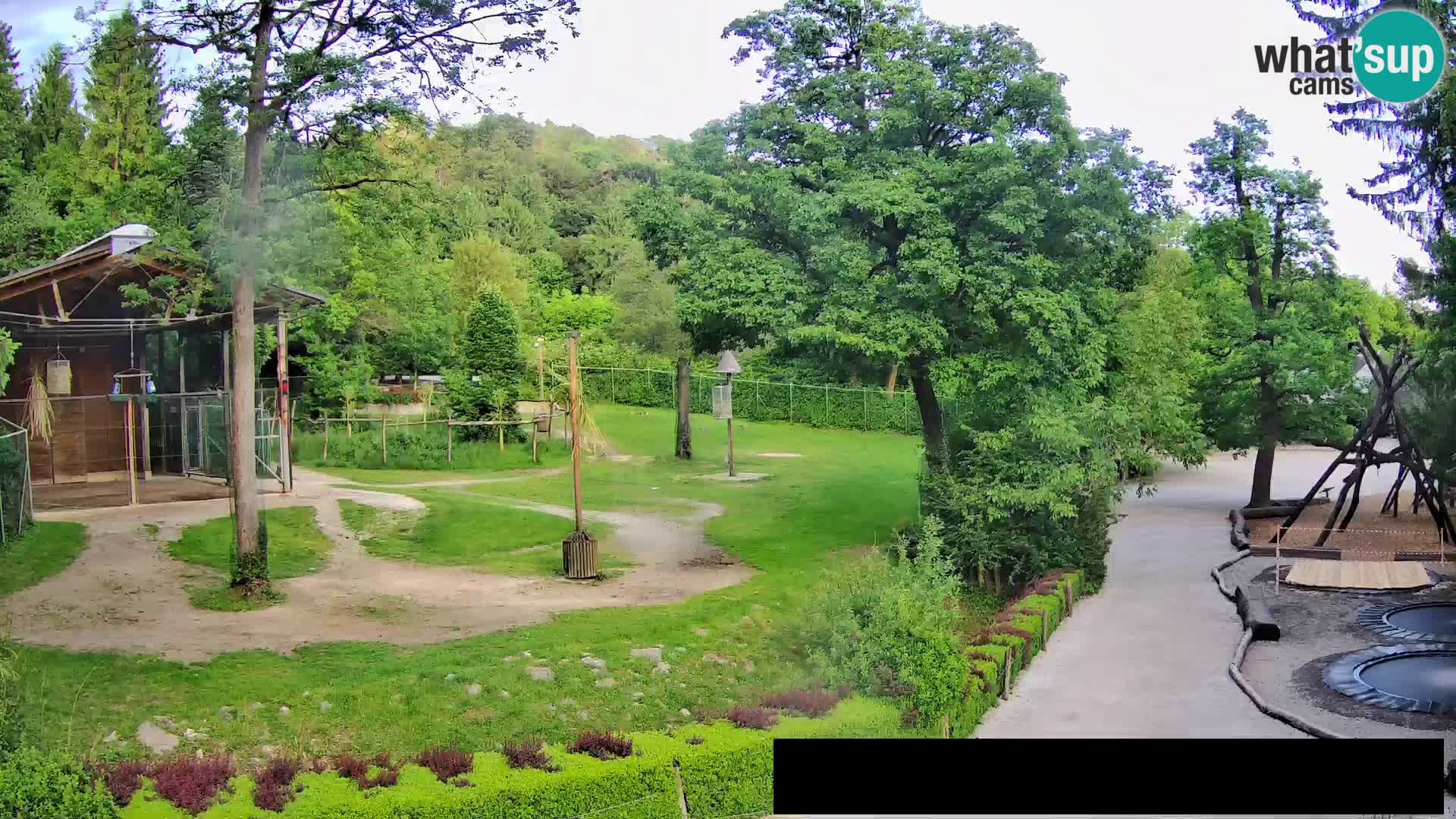 Webcam Zoo Ljubljana – Giraffen