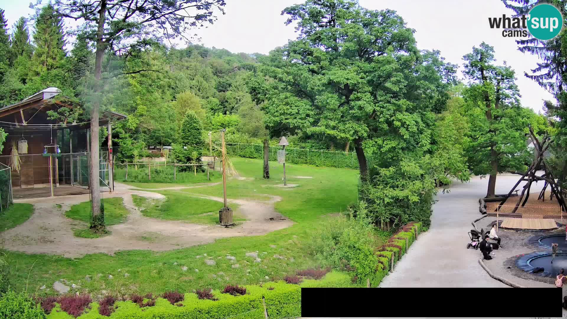 Webcam Zoo Ljubljana – Giraffes