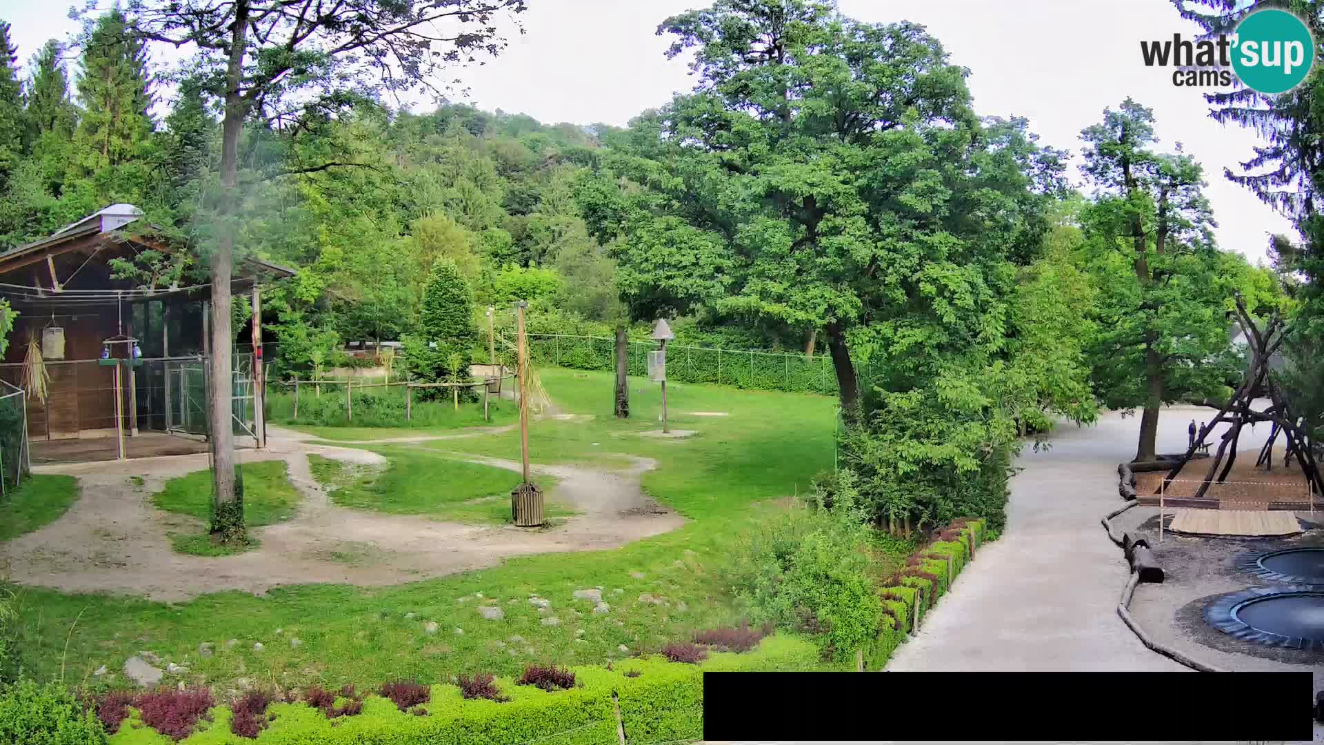 Webcam Zoo Ljubljana – Jirafas