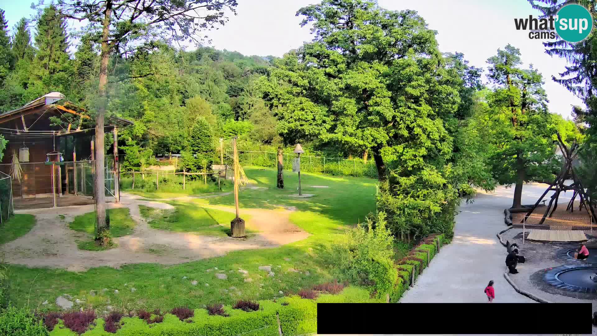 Webcam live Zoo Lubiana – Giraffe