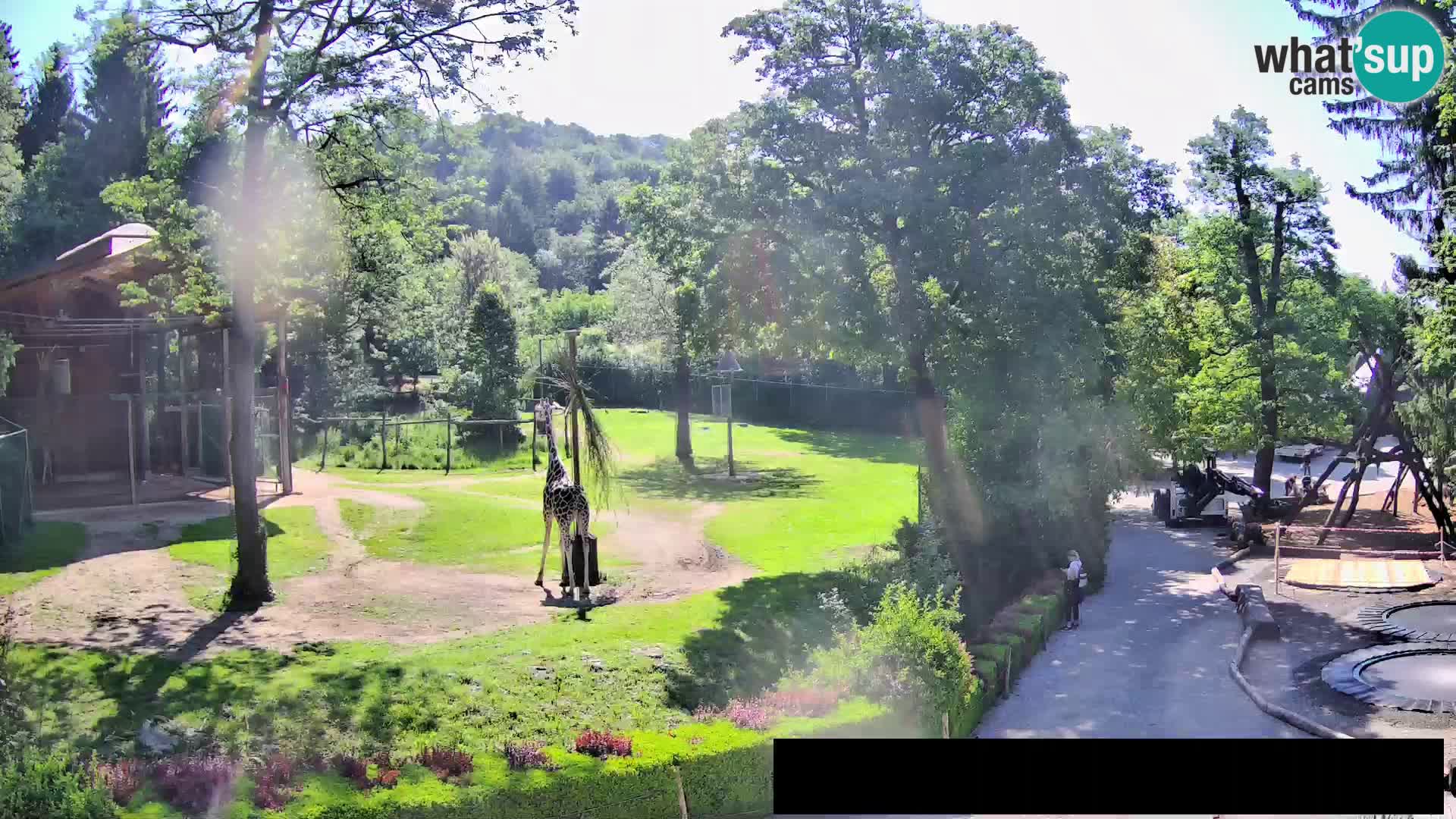 Webcam Zoo Ljubljana – Giraffes