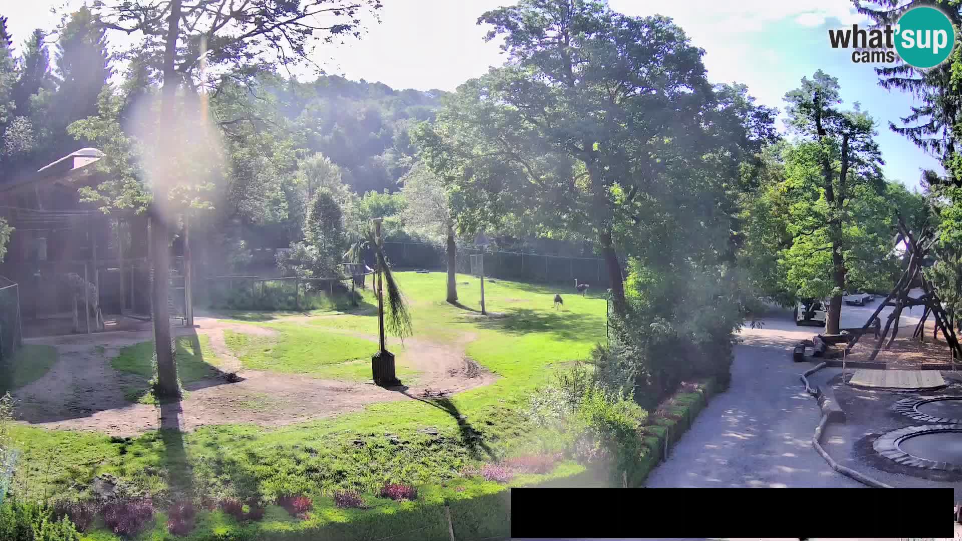 Web kamera Zoo Ljubljana – Žirafe