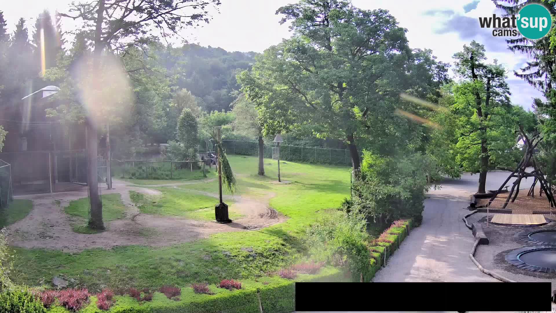 Webcam Zoo Ljubljana – Giraffes