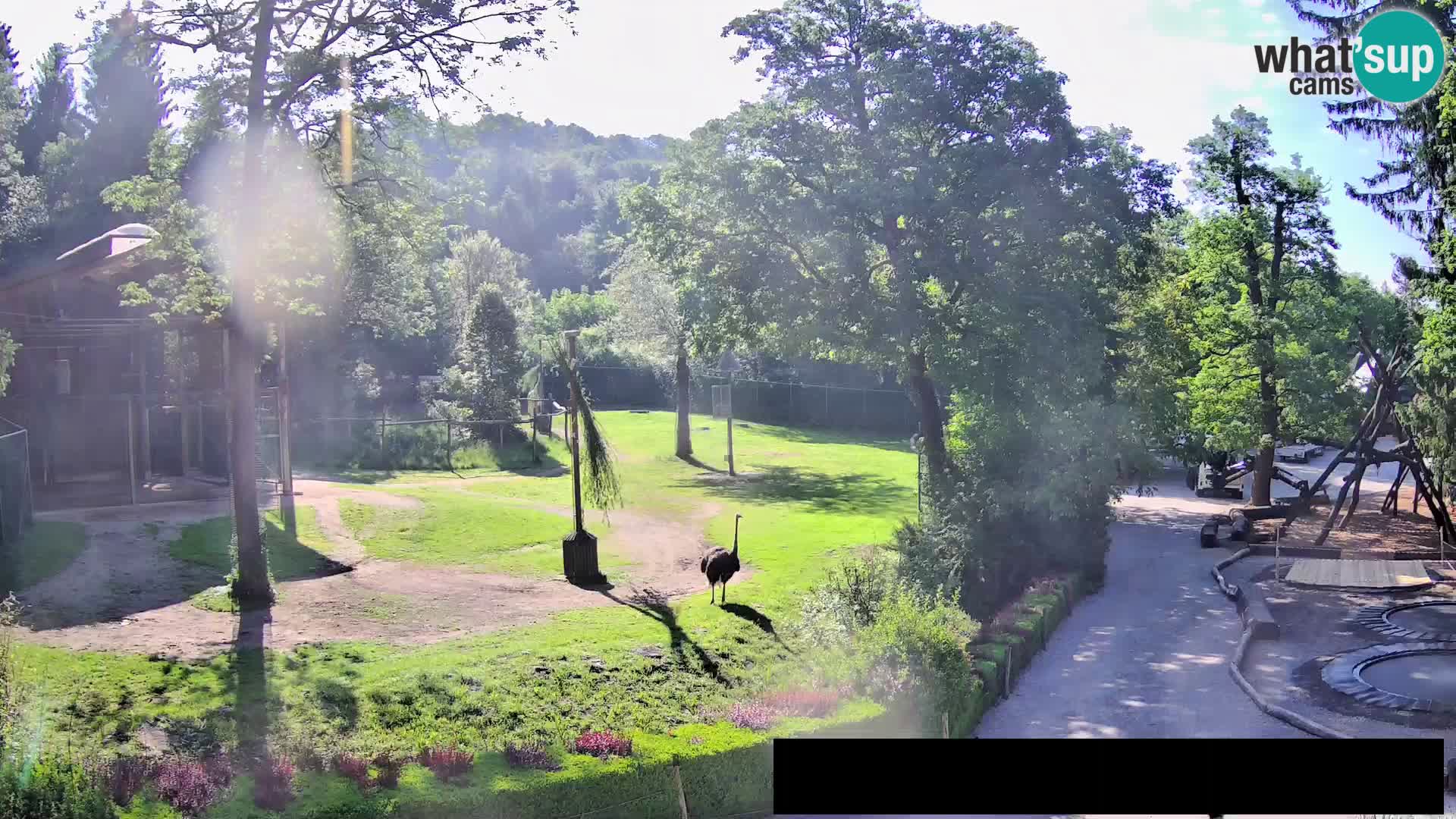 Webcam Zoo Ljubljana – Jirafas