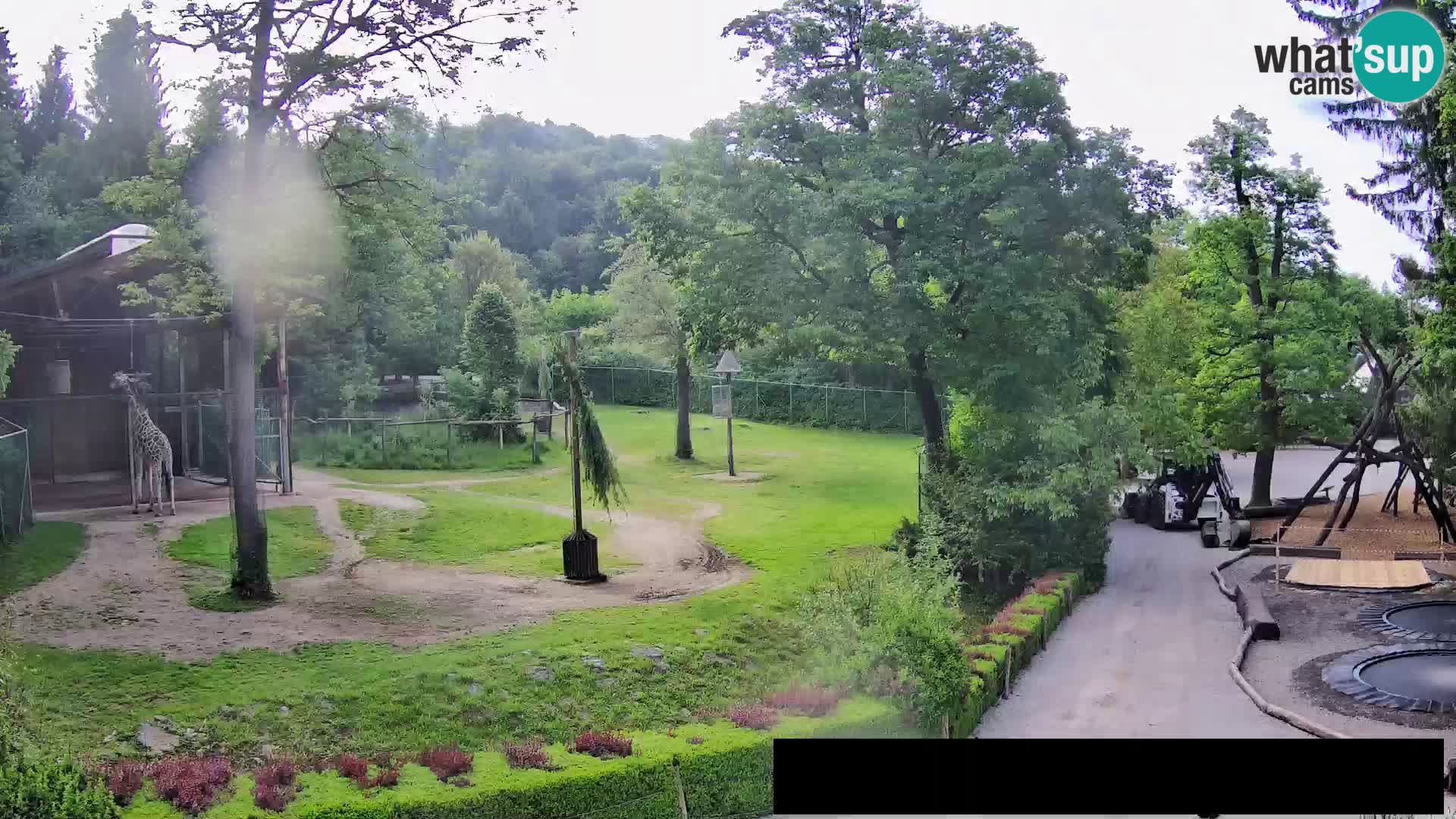 Webcam Zoo Ljubljana – Jirafas