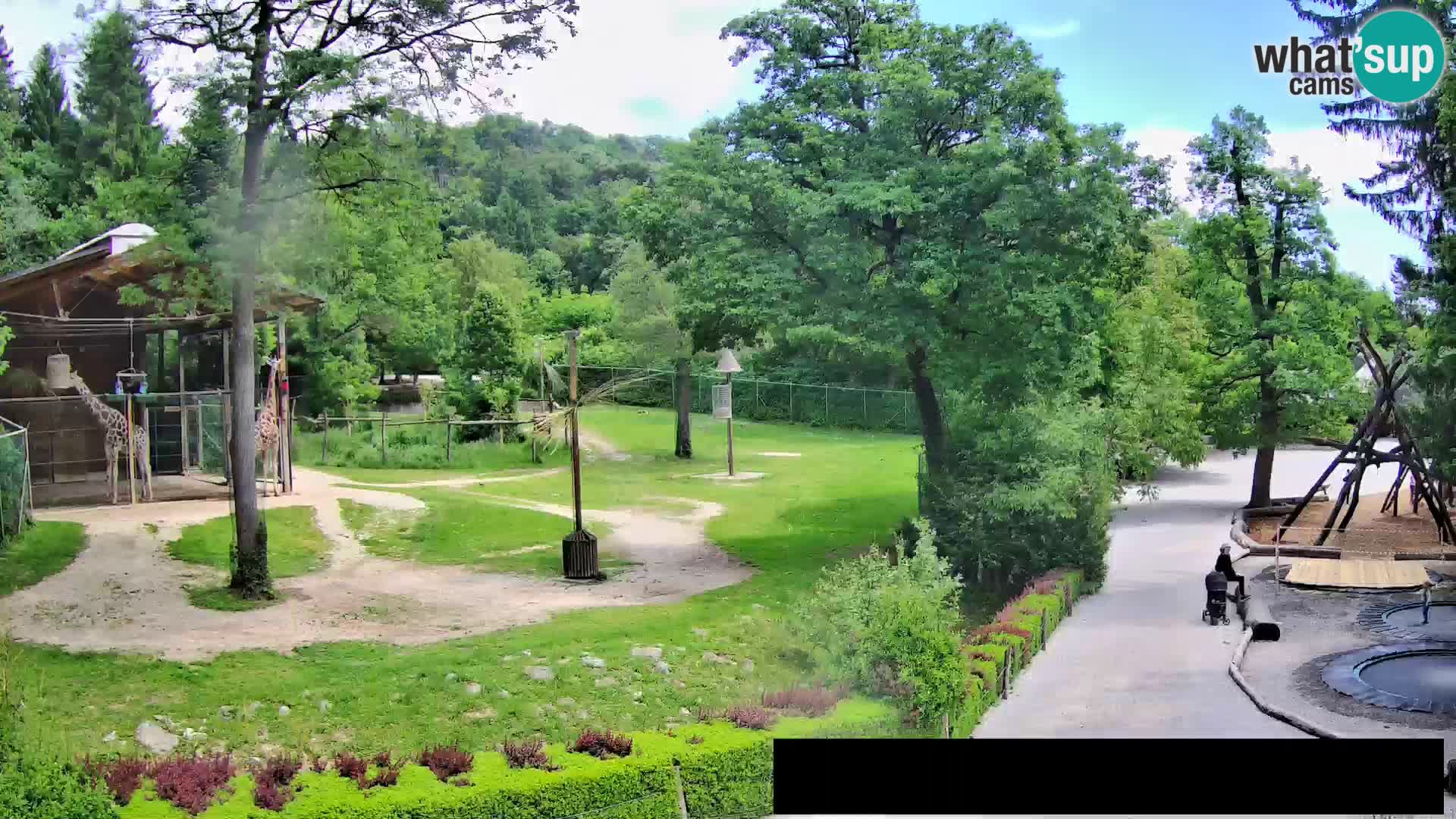 Webcam Zoo Ljubljana – Giraffes