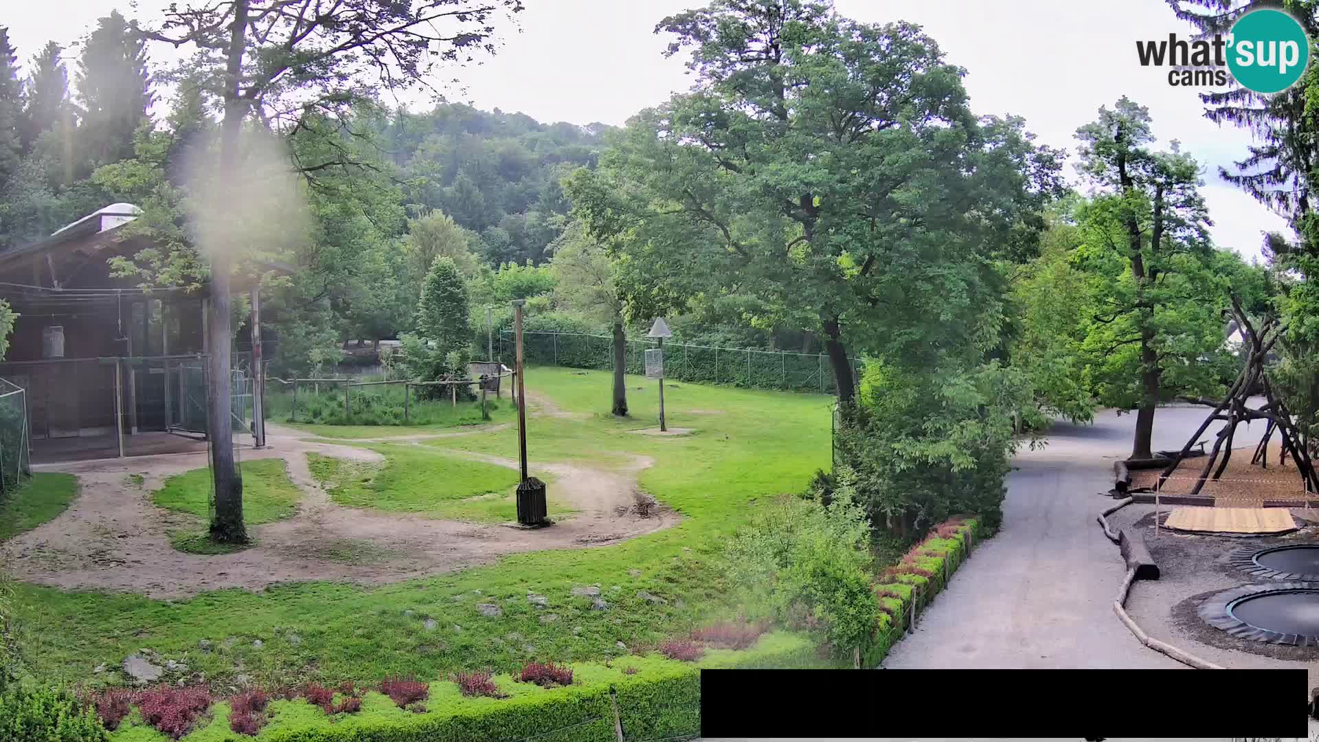 Webcam Zoo Ljubljana – Giraffes