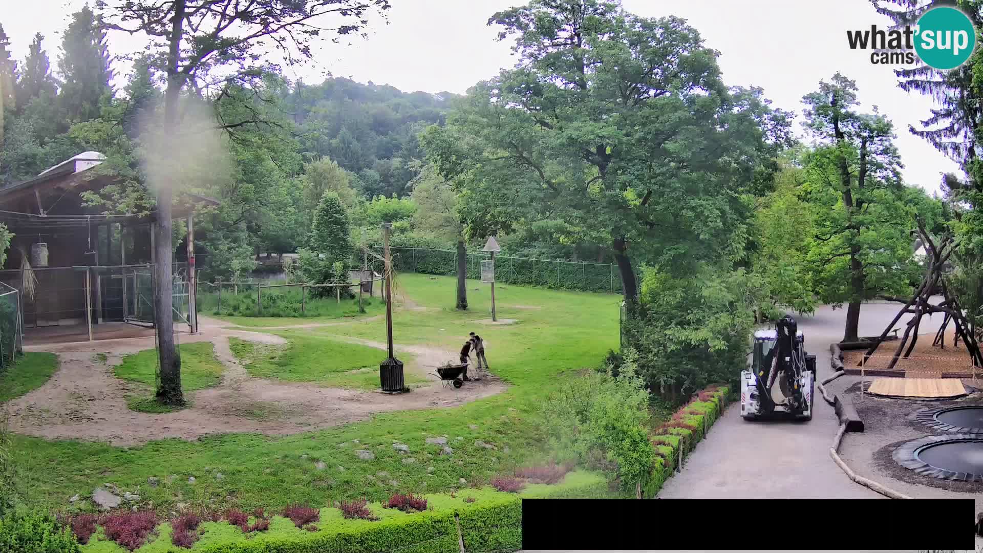 Spletna kamera Živalski vrt Ljubljana – Žirafe