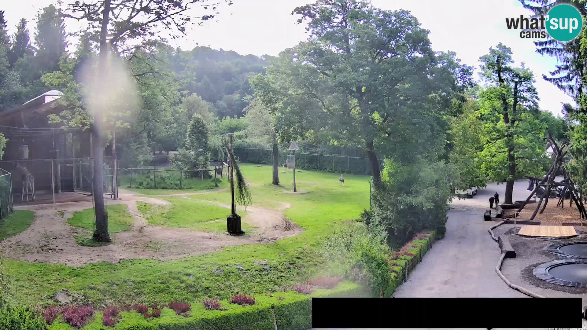 Webcam Zoo Ljubljana – Giraffes