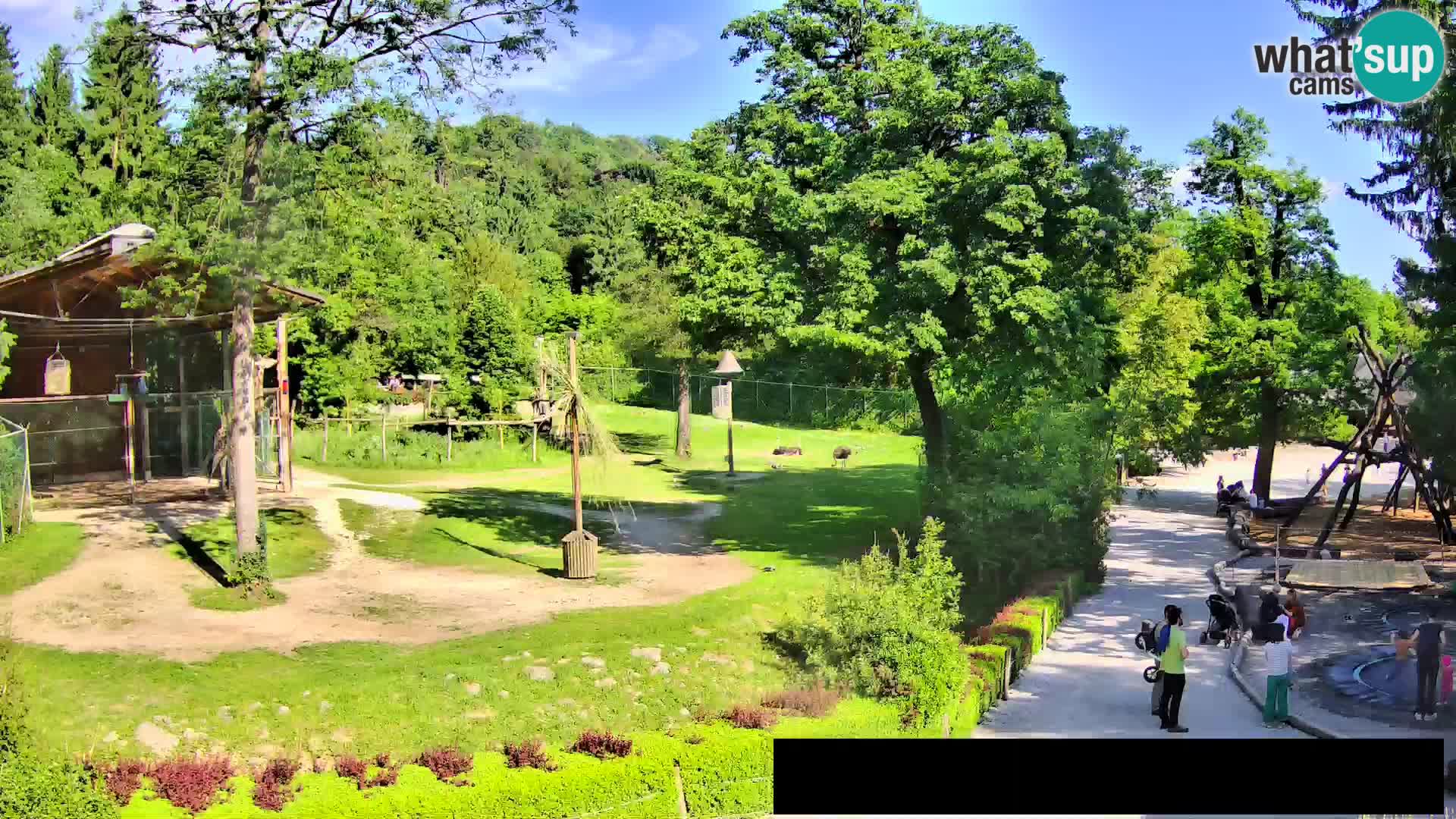 Webcam Zoo Ljubljana – Giraffen