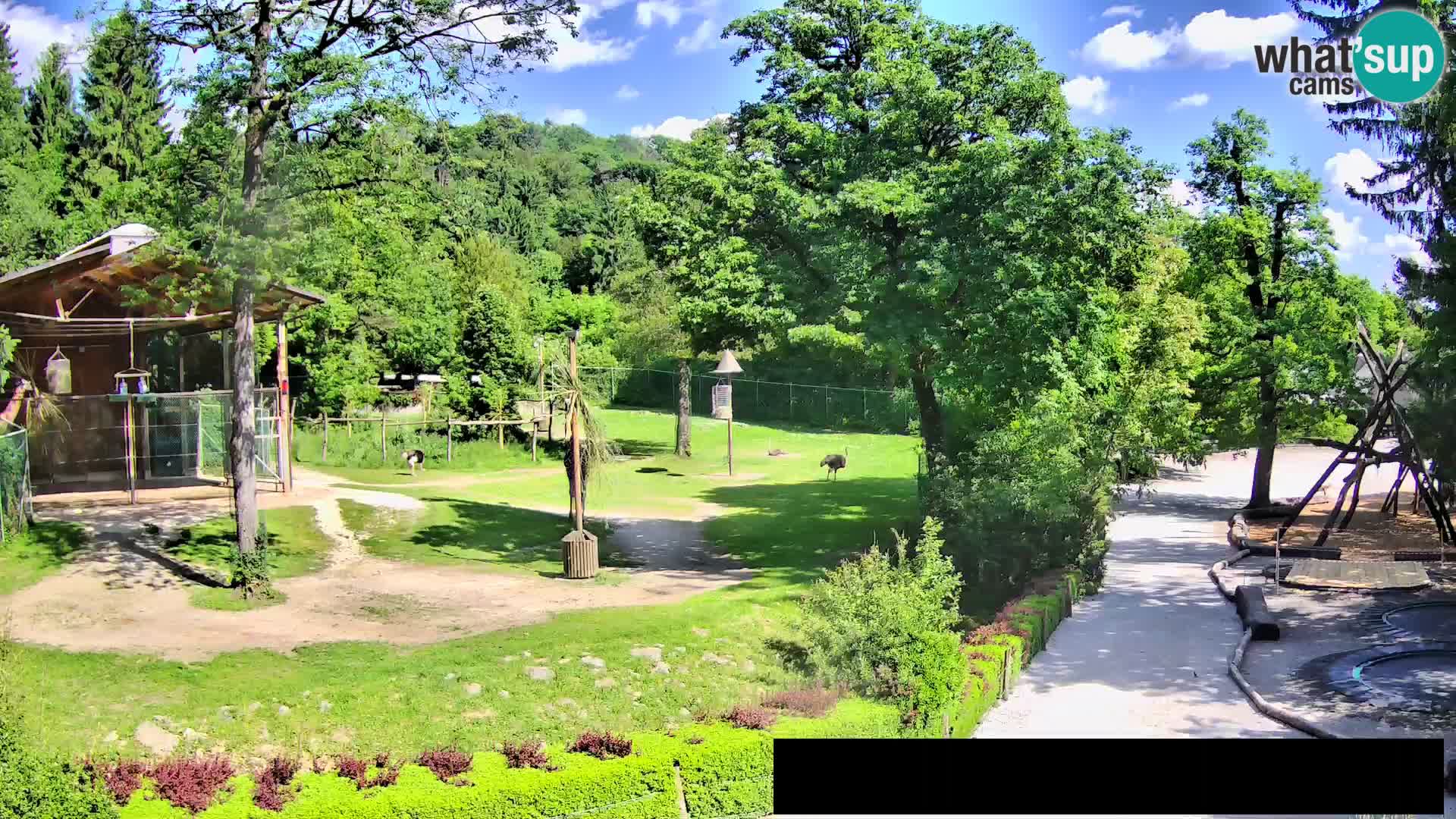 Webcam Zoo Ljubljana – Giraffes