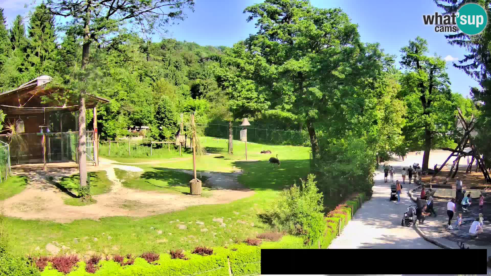 Webcam Zoo Ljubljana – Giraffes