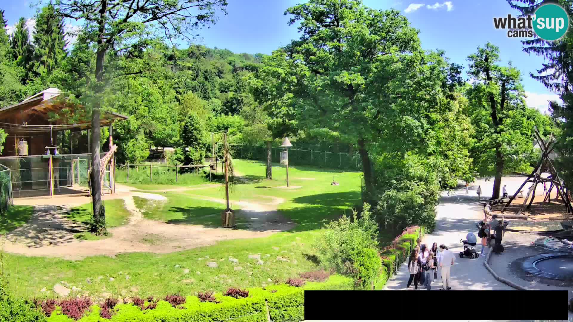 Webcam Zoo Ljubljana – Jirafas