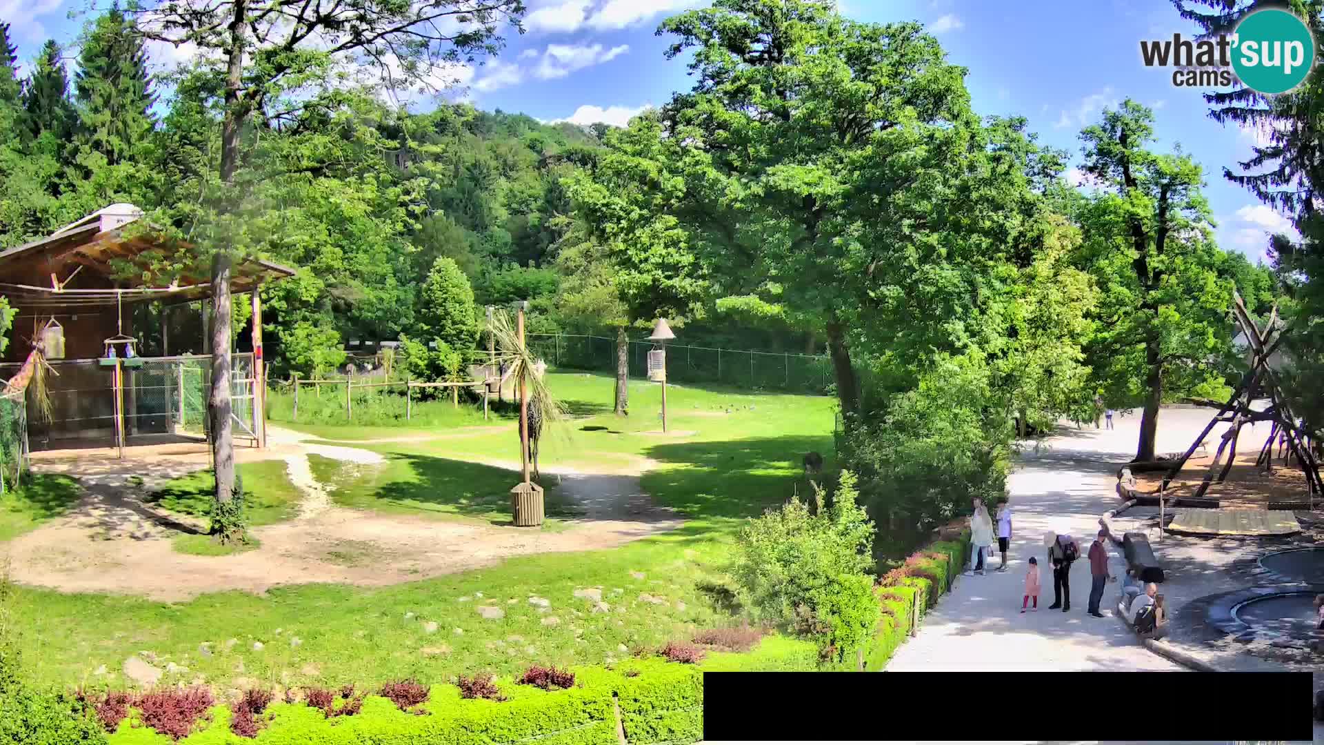 Webcam Zoo Ljubljana – Jirafas