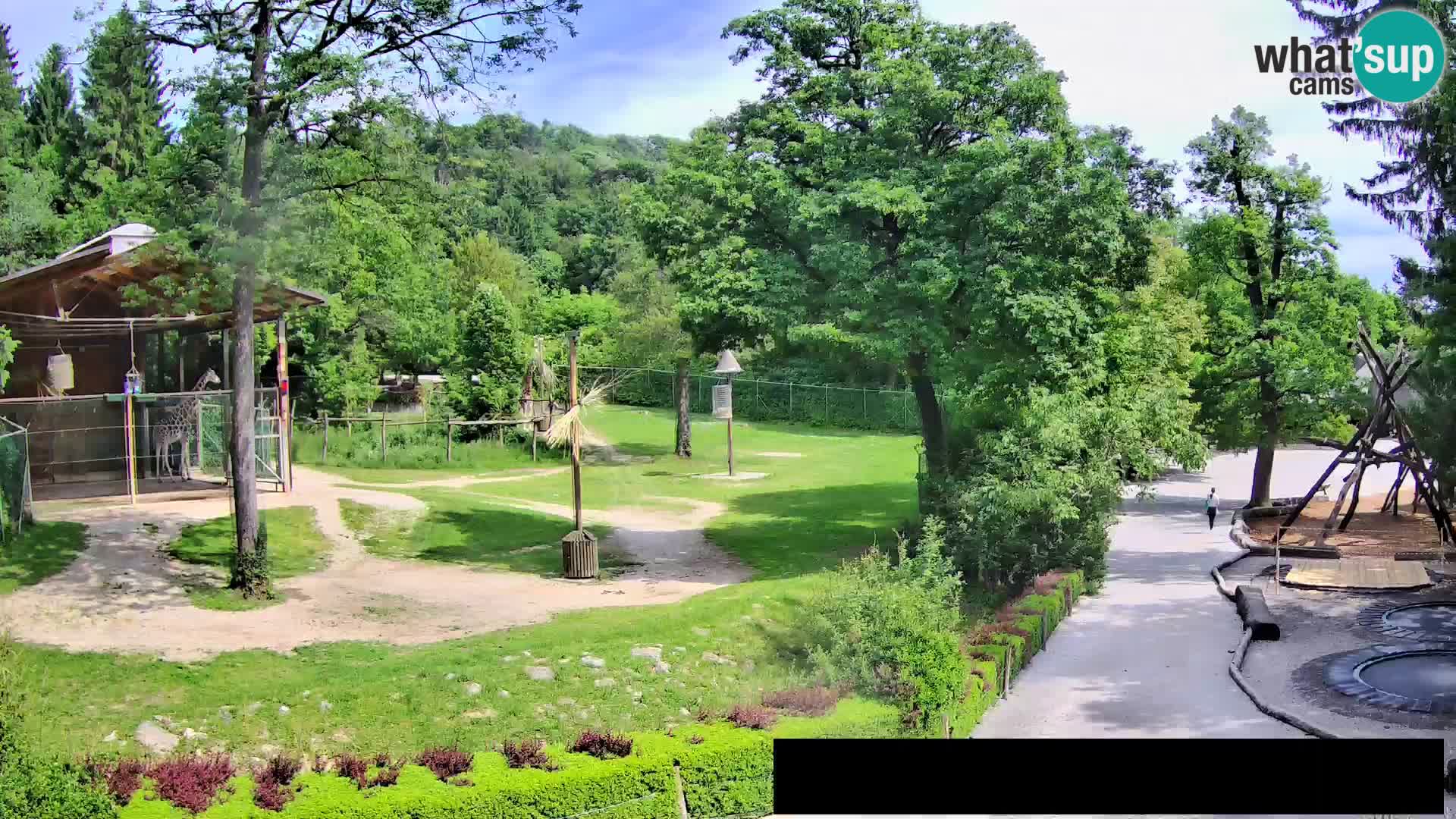 Webcam Zoo Ljubljana – Jirafas