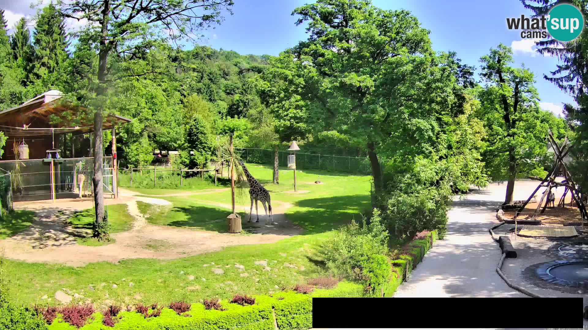 Webcam Zoo Ljubljana – Jirafas