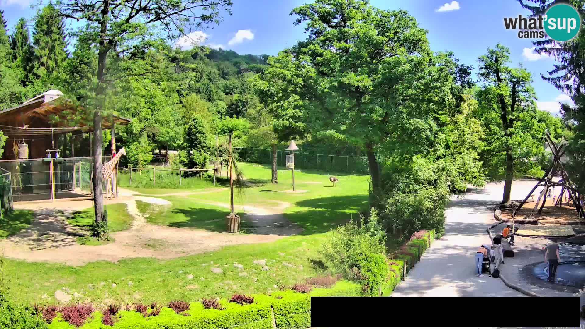Webcam Zoo Ljubljana – Giraffen
