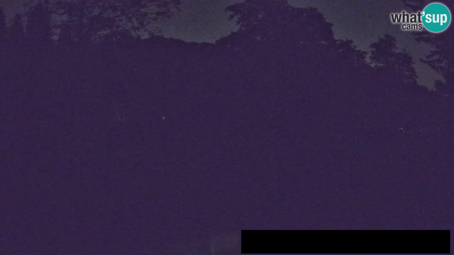 Webcam Zoo Ljubljana – Jirafas