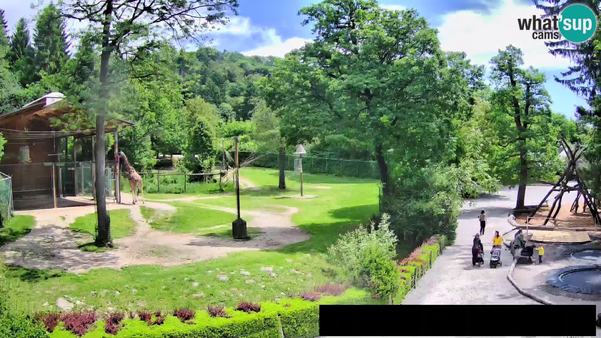 Webcam Zoo Ljubljana – Giraffen