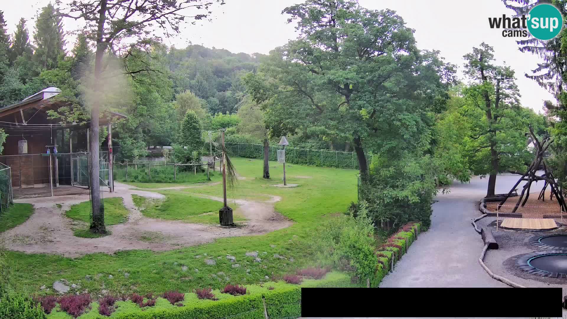 Spletna kamera Živalski vrt Ljubljana – Žirafe
