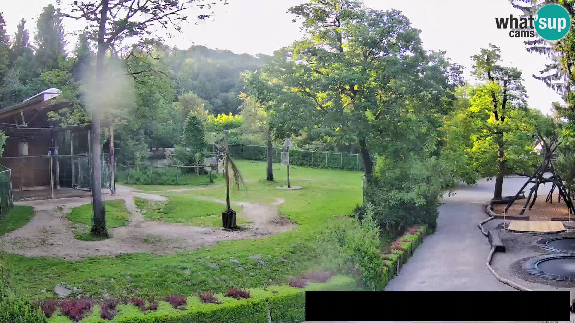 Webcam Zoo Ljubljana – Giraffes
