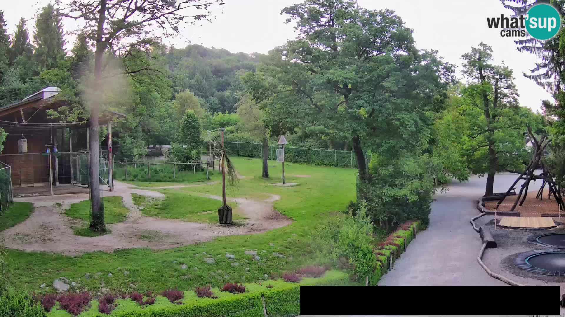 Webcam Zoo Ljubljana – Giraffes