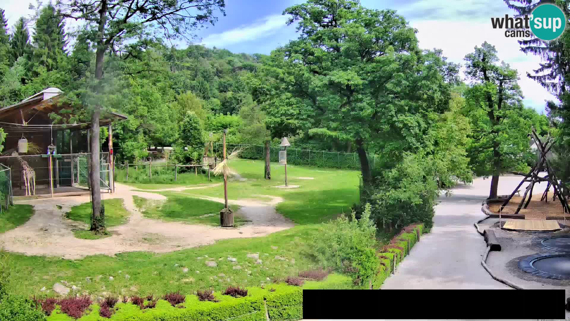 Webcam Zoo Ljubljana – Giraffes