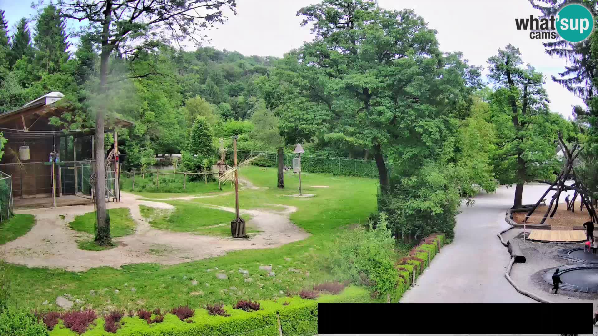 Web kamera Zoo Ljubljana – Žirafe