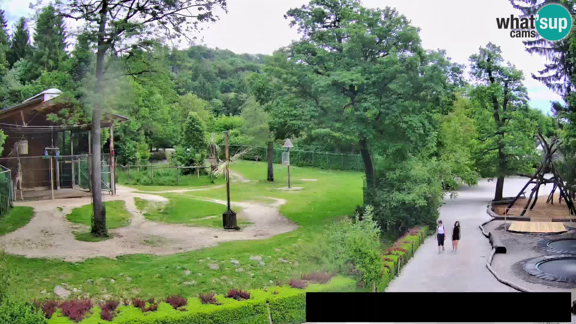 Webcam Zoo Ljubljana – Giraffes