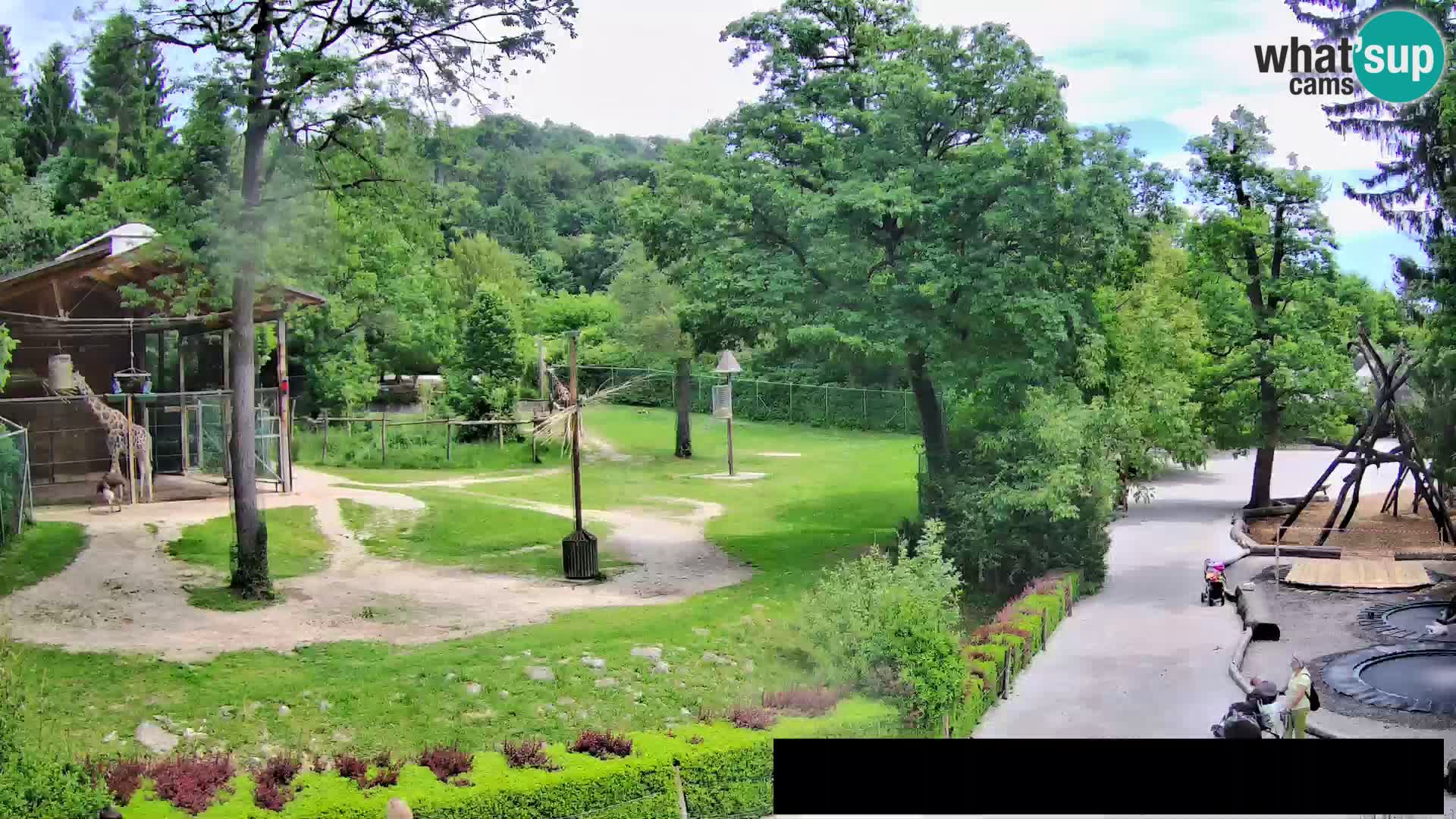 Webcam Zoo Ljubljana – Giraffes