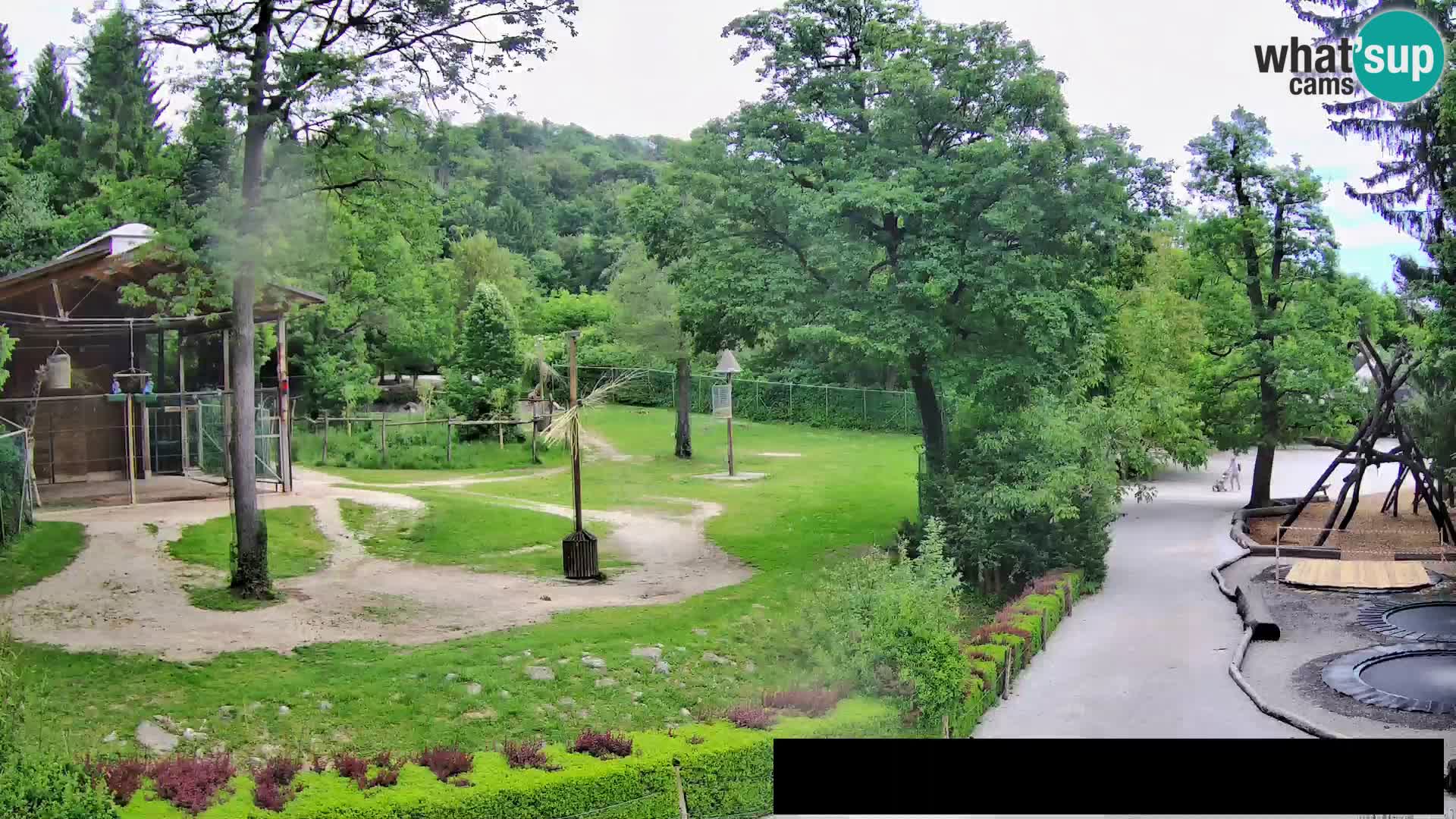 Webcam Zoo Ljubljana – Giraffes