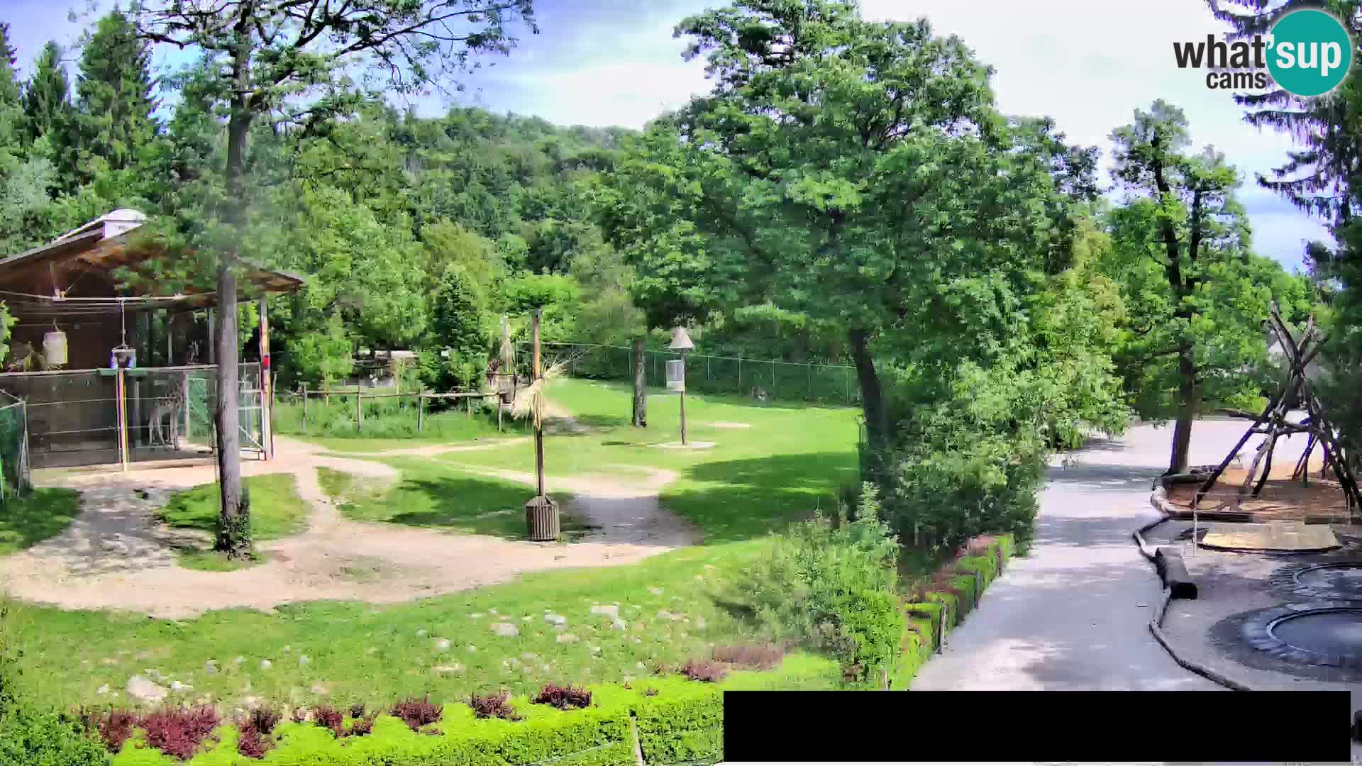 Webcam Zoo Ljubljana – Giraffes