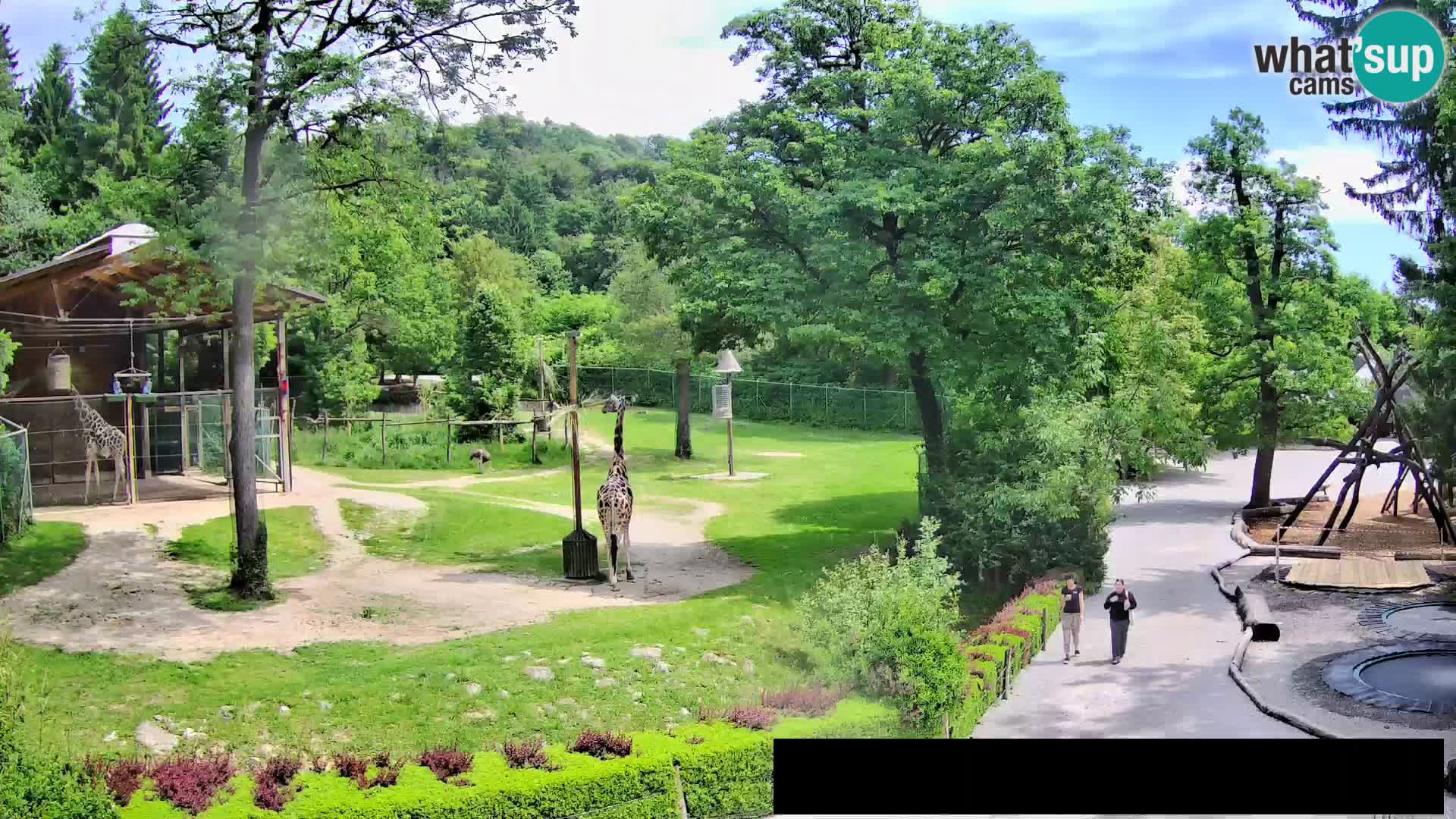 Webcam Zoo Ljubljana – Giraffes