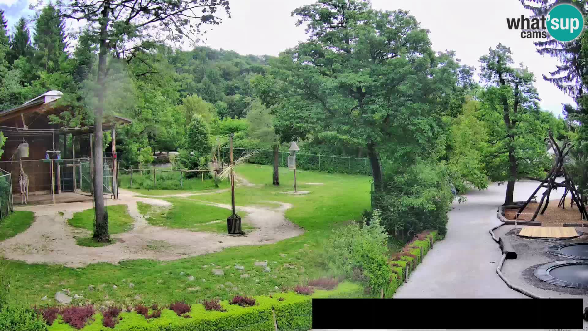 Webcam live Zoo Lubiana – Giraffe